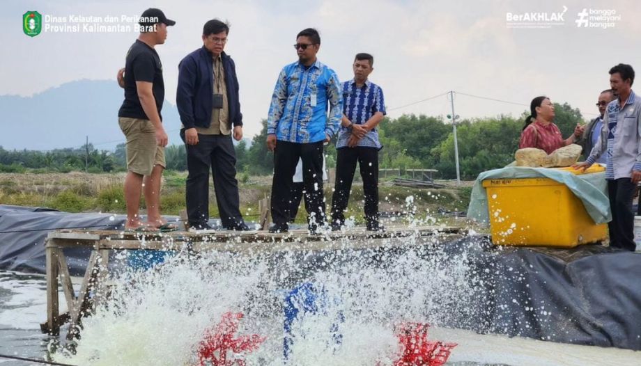 Budidaya Udang Vaname Dengan Sistem Busmetik di UPT - PBAPL Dinas Kelautan dan Perikanan Prov. Kalbar